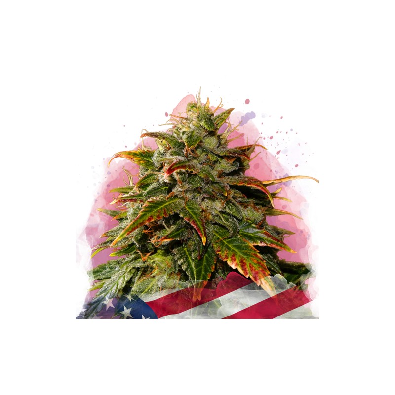 GELATO · Nirvana Seeds · semillas de marihuana · Fem