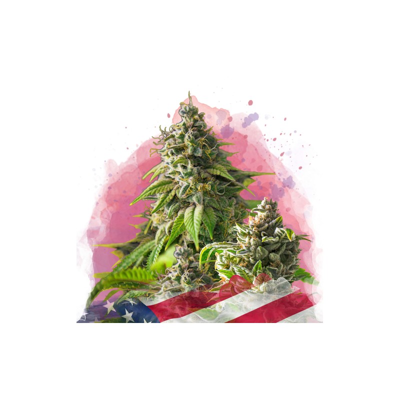 GIRL SCOUT COOKIES · Nirvana Seeds · semillas de marihuana · Fem