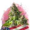 GIRL SCOUT COOKIES · Nirvana Seeds · semillas de marihuana · Fem