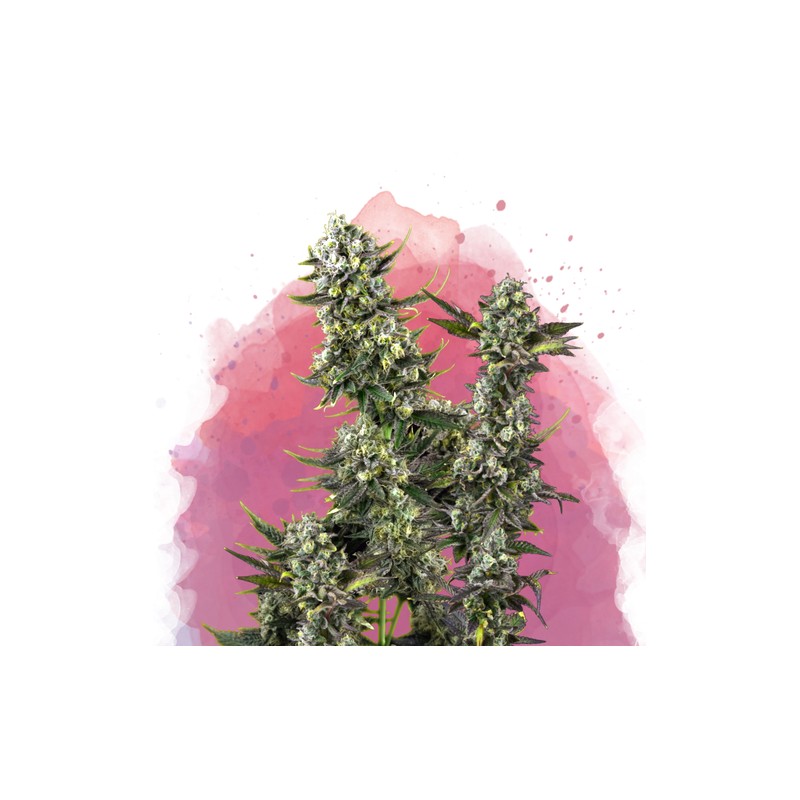 HINDU KUSH · Nirvana Seeds · semillas de marihuana · Fem
