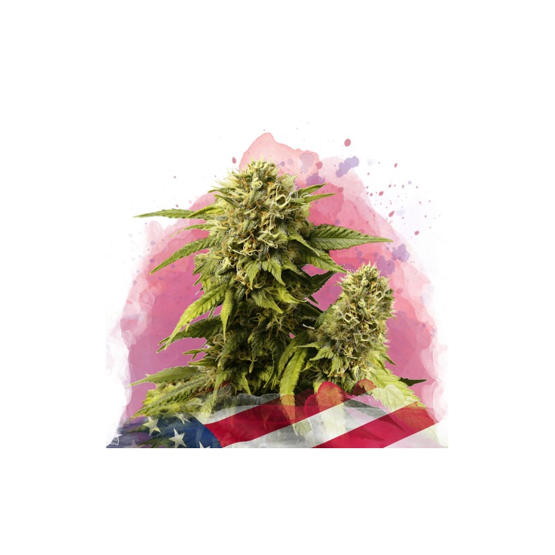 ORIGINAL GLUE · Nirvana Seeds · semillas de marihuana · Fem