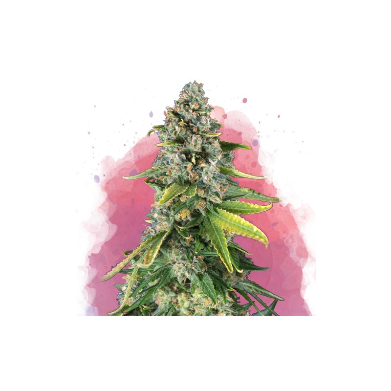 SKUNK 1 · Nirvana Seeds · semillas de marihuana · Fem