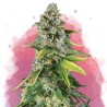 SKUNK 1 · Nirvana Seeds · semillas de marihuana · Fem
