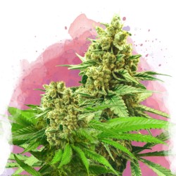 SOMANGO XXL· Nirvana Seeds...