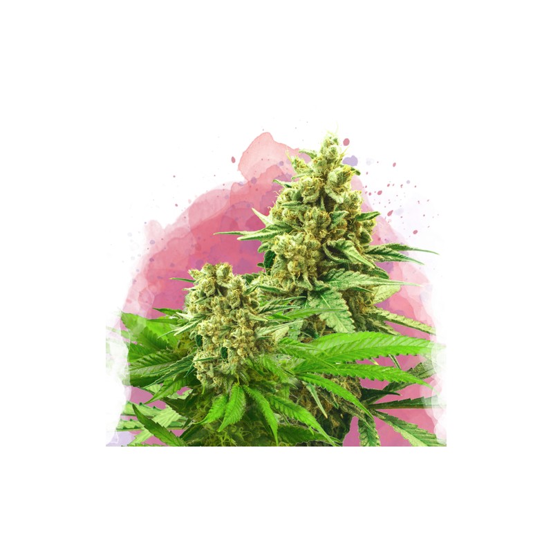 SOMANGO XXL · Nirvana Seeds · semillas de marihuana · Fem