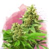 SOMANGO XXL · Nirvana Seeds · semi di canapa · Fem