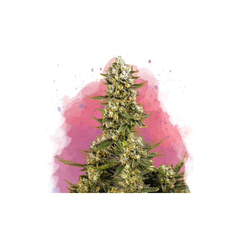 SUPER SILVER HAZE · Nirvana Seeds · semillas de marihuana · Fem
