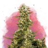 SUPER SILVER HAZE · Nirvana Seeds · semillas de marihuana · Fem