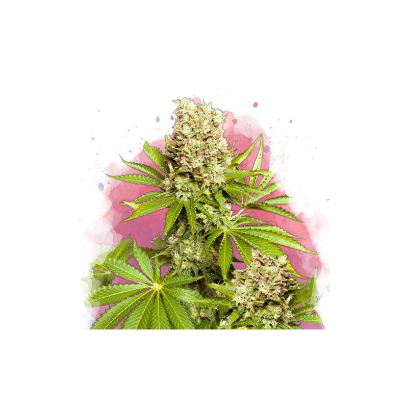 HAWAII MAUI WAUI · Nirvana Seeds · semillas de marihuana · Fem