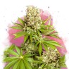 HAWAII MAUI WAUI · Nirvana Seeds · semillas de marihuana · Fem