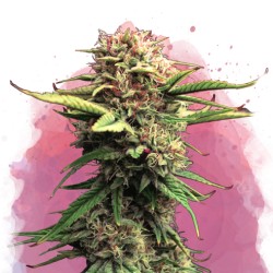 JOCK HORROR · Nirvana Seeds...