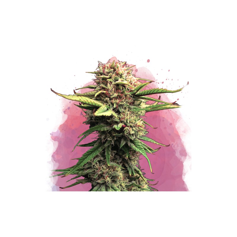 JOCK HORROR · Nirvana Seeds · semillas de marihuana  ·  Fem
