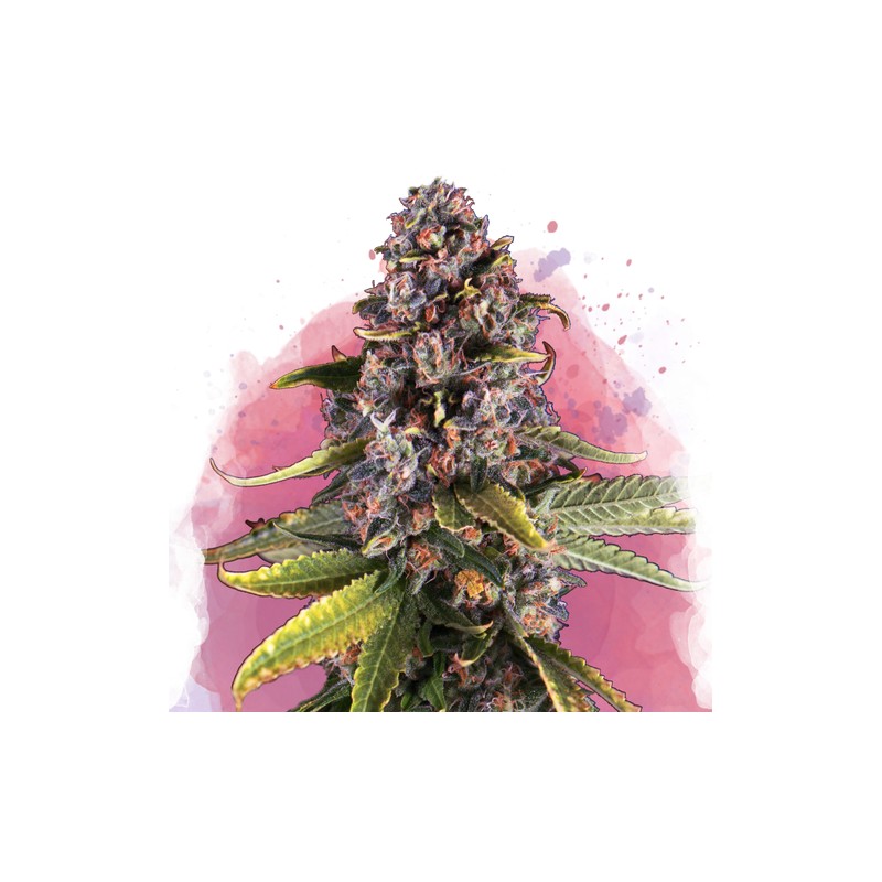 RASPBERRY COUGH · Nirvana Seeds · semillas de marihuana · Fem