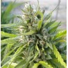 WHITE RHINO · Nirvana Seeds · semillas de marihuana · Fem