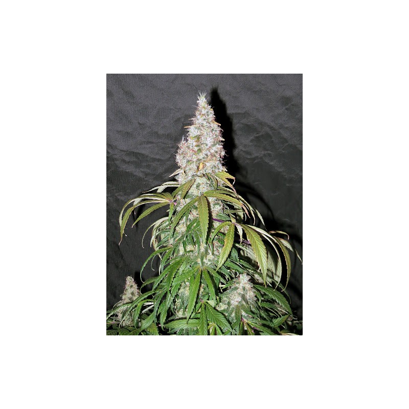 STERLING HAZE · Nirvana Seeds · cannabis seeds · Fem