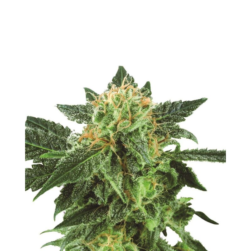 SHORT RIDER AUTO · Nirvana Seeds · semillas de marihuana · AutoFem