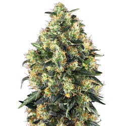 SUPER SKUNK AUTO · Sensi Seeds · semillas de marihuana · AutoFem