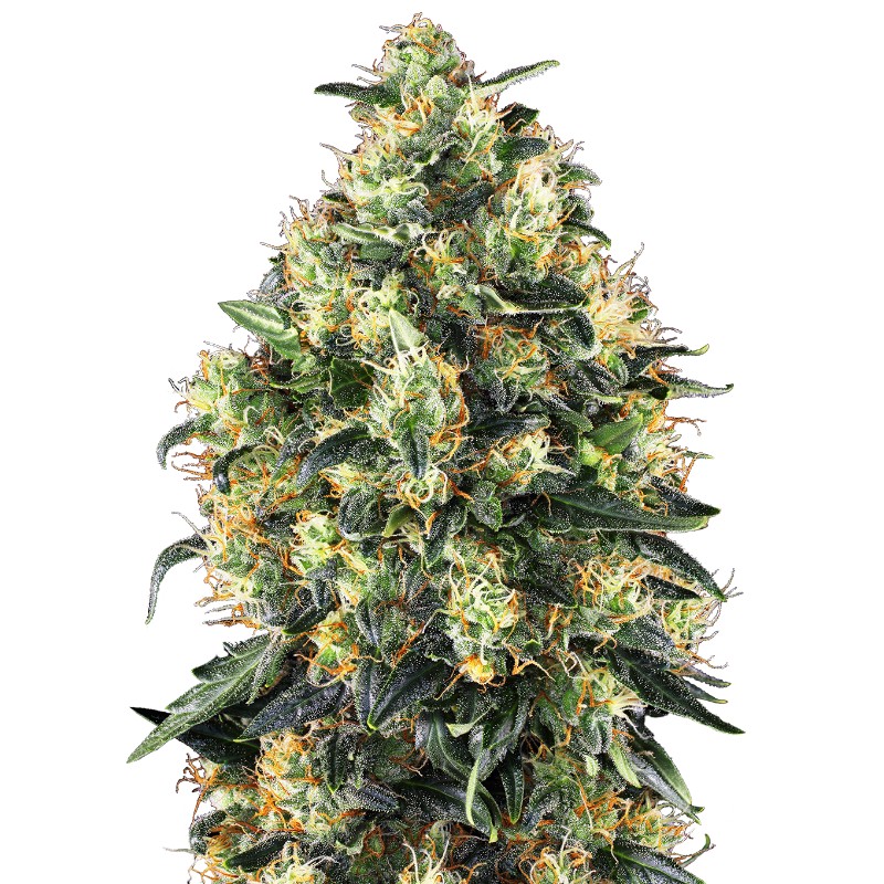 SUPER SKUNK AUTO · Sensi Seeds · cannabis seeds · AutoFem