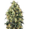 SUPER SKUNK AUTO · Sensi Seeds · semillas de marihuana · AutoFem