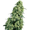 SKUNK 1 · Sensi Seeds · cannabis seeds · Fem