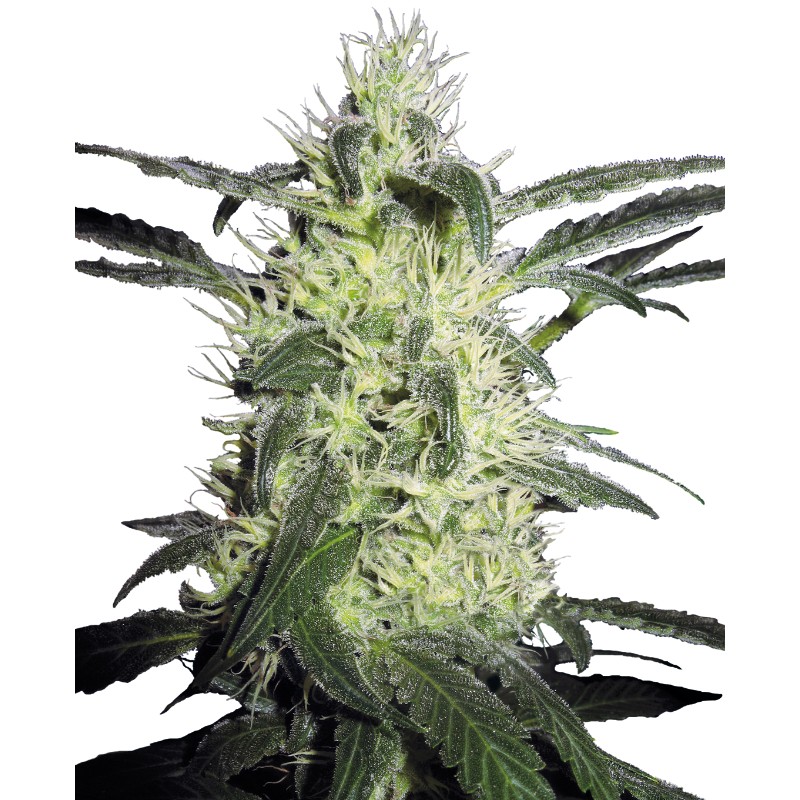 SILVER HAZE · Sensi Seeds · semillas de marihuana · Fem