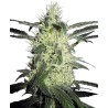 SILVER HAZE · Sensi Seeds · semillas de marihuana · Fem