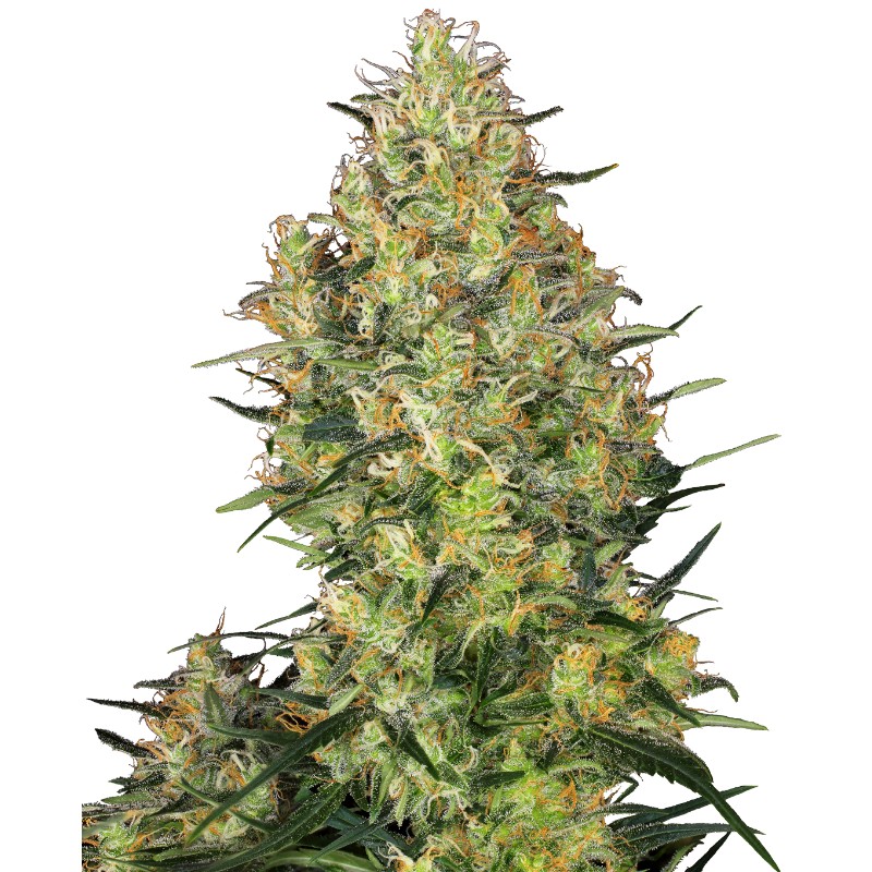 SHIVA SKUNK · Sensi Seeds · semi di canapa · Fem