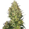 SHIVA SKUNK · Sensi Seeds · semillas de marihuana · Fem