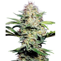 SENSI SKUNK AUTOMATIC · Sensi Seeds · semillas de marihuana · AutoFem
