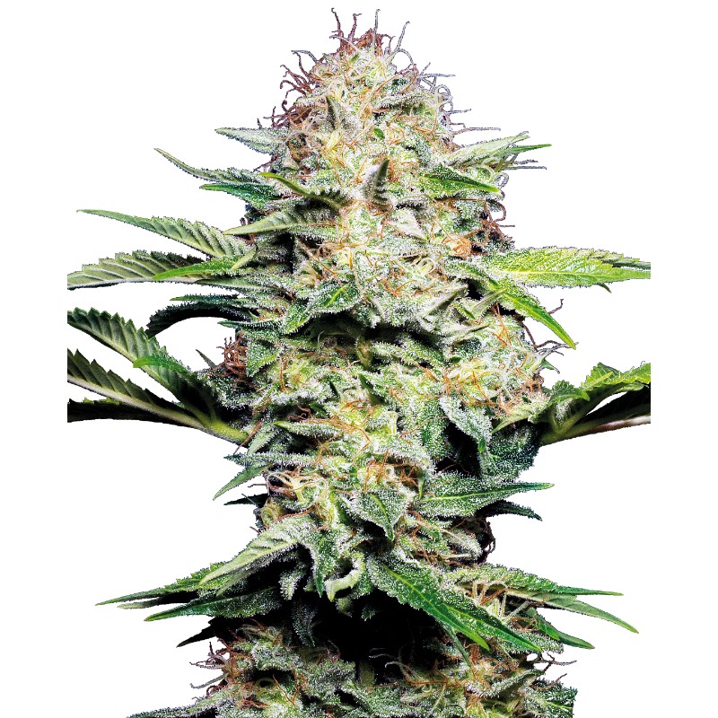 SENSI SKUNK AUTOMATIC · Sensi Seeds · semillas de marihuana · AutoFem
