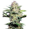 SENSI SKUNK AUTOMATIC · Sensi Seeds · semillas de marihuana · AutoFem
