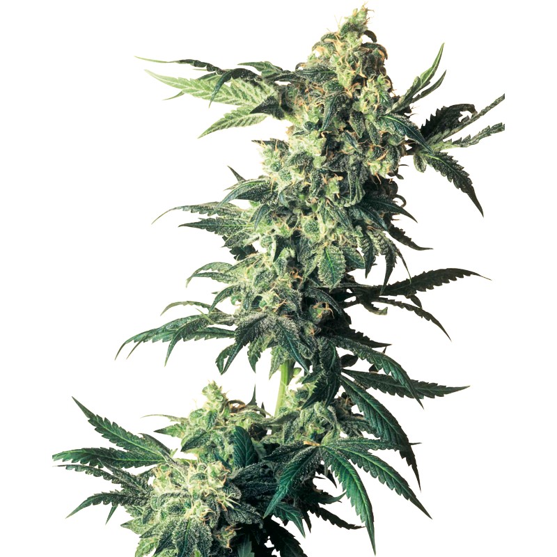 NORTHERN LIGHTS · Sensi Seeds · semillas de marihuana · Fem