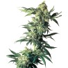 NORTHERN LIGHTS · Sensi Seeds · semillas de marihuana · Fem