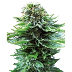 NORTHERN LIGHTS AUTO · Sensi Seeds ·  semillas de marihuana · AutoFem