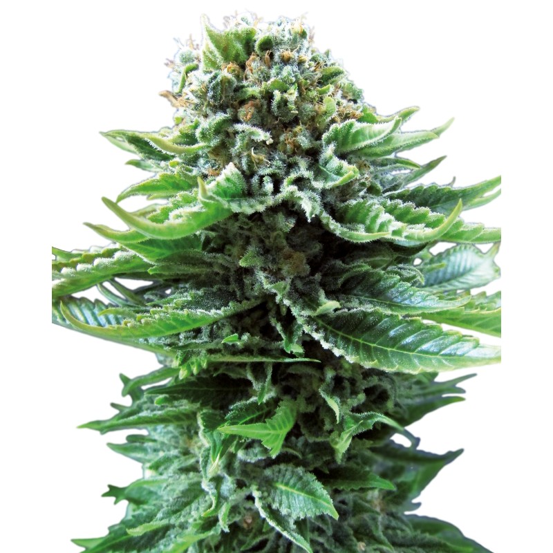 NORTHERN LIGHTS AUTO · Sensi Seeds ·  semillas de marihuana · AutoFem