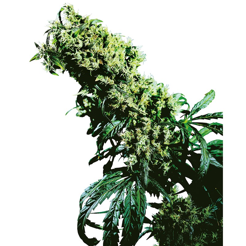 NORTHERN LIGHTS 5 X HAZE · Sensi Seeds · semillas de marihuana · Fem