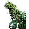 NORTHERN LIGHTS 5 X HAZE · Sensi Seeds · semillas de marihuana · Fem