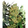FEMINIZED MIX · Sensi Seeds · semillas de marihuana · Fem