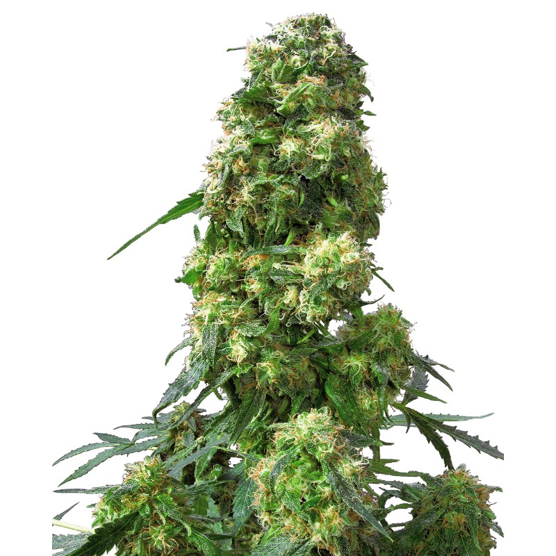 EARLY SKUNK · Sensi Seeds · semi di canapa · Fem