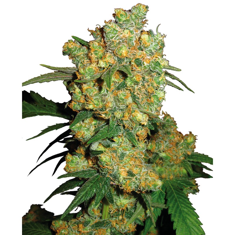 BIG BUD · Sensi Seeds · semillas de marihuana · Fem