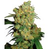 BIG BUD · Sensi Seeds · semillas de marihuana · Fem