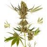 ALPINE DELIGHT CBD AUTO · Sensi Seeds · semillas de marihuana · AutoFem