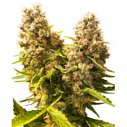 BANANA KUSH CAKE AUTO · Sensi Seeds · semillas de marihuana · AutoFem