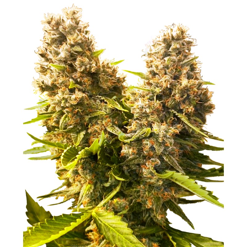 BANANA KUSH CAKE AUTO · Sensi Seeds · semillas de marihuana · AutoFem