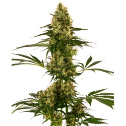 BLUE BULLET AUTO · Sensi Seeds · semillas de marihuana · AutoFem