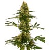 BLUE BULLET AUTO · Sensi Seeds · semillas de marihuana · AutoFem