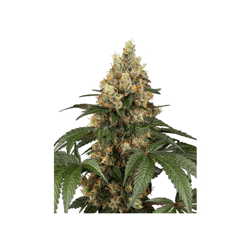 CHOCOLATE RAINBOW XXL · Sensi Seeds · semillas de marihuana · Fem