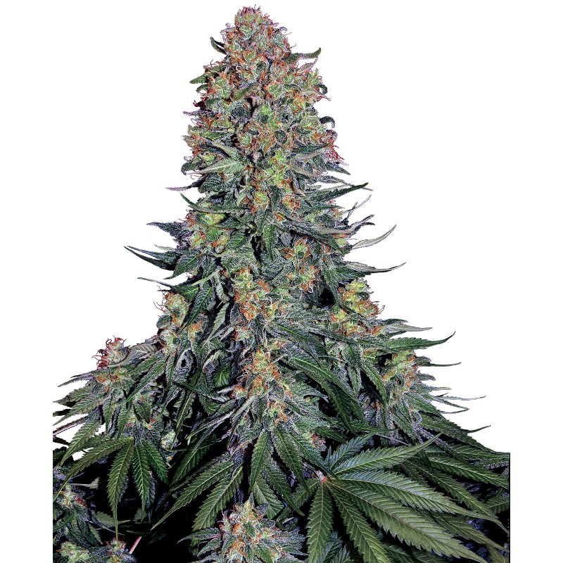 BLUE SKUNK · Sensi Seeds · semi di canapa · Fem