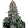 BLUE SKUNK · Sensi Seeds · cannabis seeds · Fem