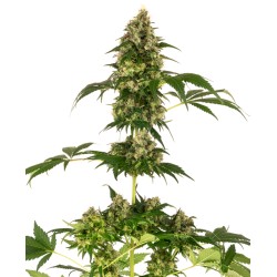 COBALT HAZE · Sensi Seeds · semillas de marihuana · Fem
